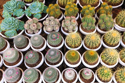 variety of succulents in pots