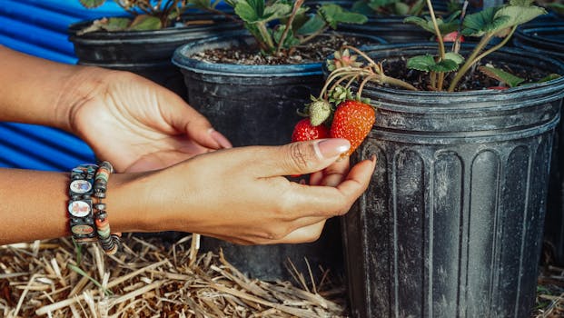 Seasonal plant care