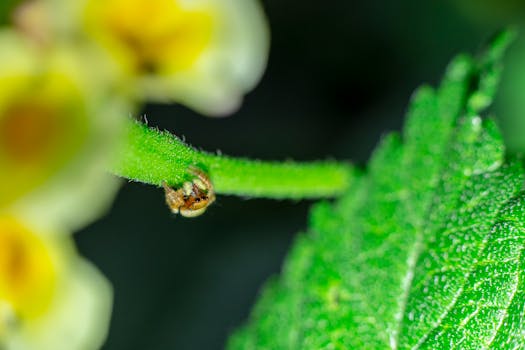 small space flower garden