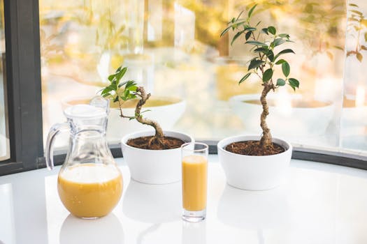 happy indoor plants in a sunny apartment