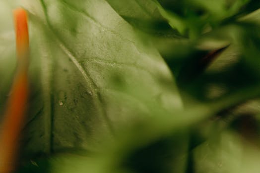 close-up of aphids on a plant