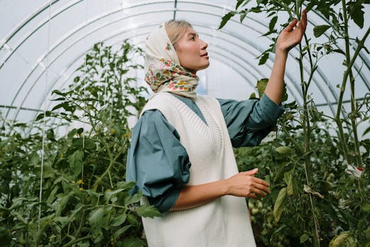 a gardener applying a natural remedy to tomato plants