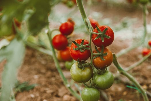 close-up of a tomato plant with leaf spots