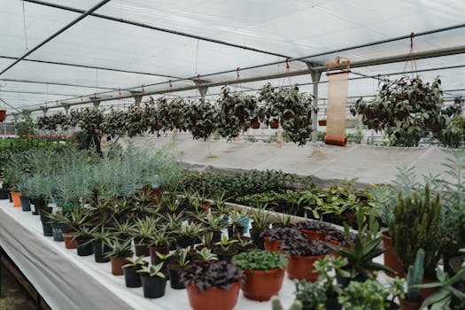 a variety of indoor plants thriving with artificial light