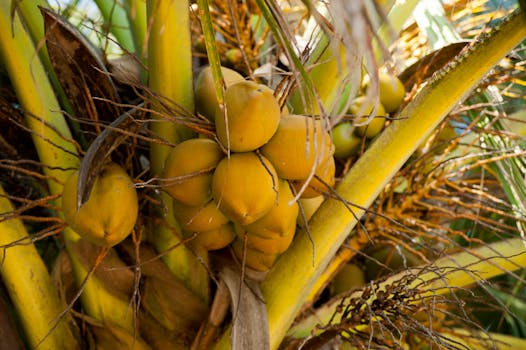 image of lush indoor fruit trees