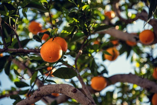 image of a healthy dwarf fruit tree in an apartment