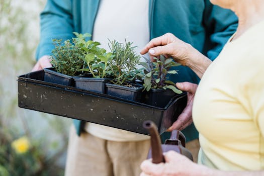 herb garden care