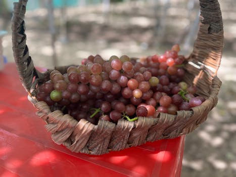 harvested fruit in a basket