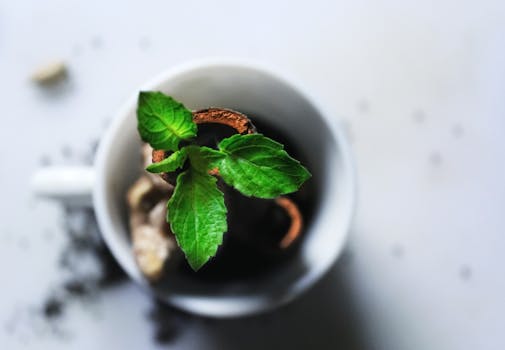 a small indoor herb garden on a windowsill