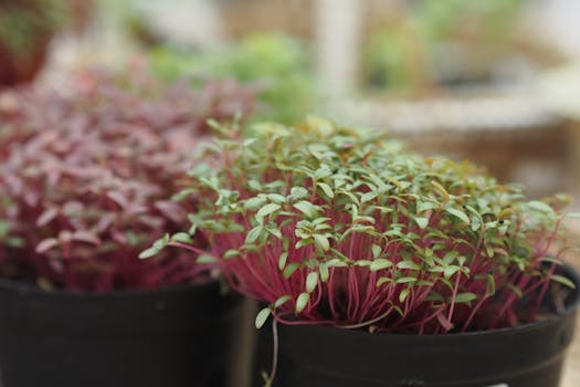 a close-up of healthy herbs in pots