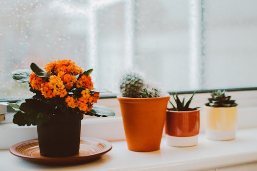 neatly arranged flower pots