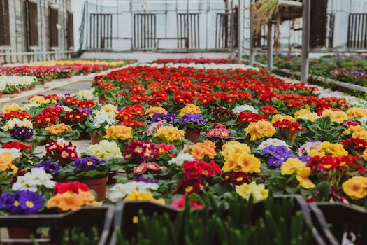 colorful flowers in pots