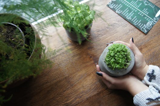 potted herbs on a windowsill