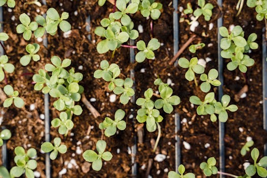 natural mulch around plants