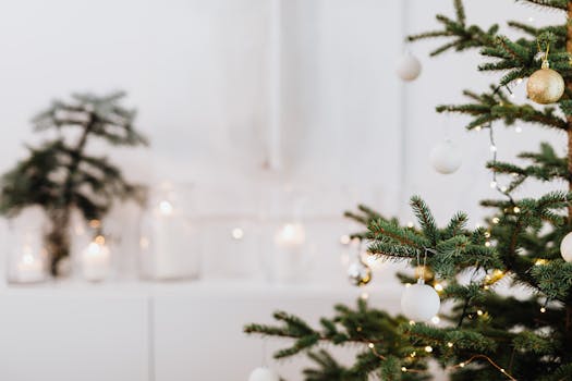 indoor tree with proper mulch application