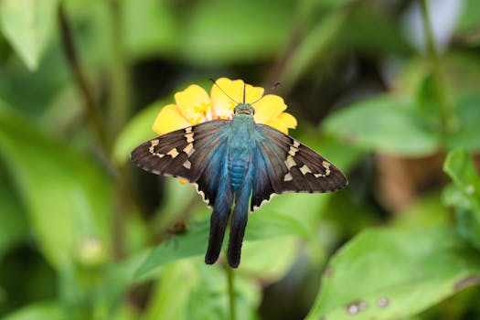 colorful butterfly on a native flower