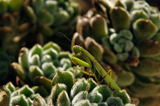 common succulent pests