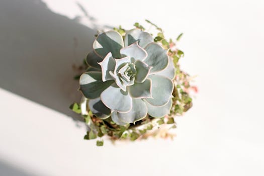 healthy succulent care