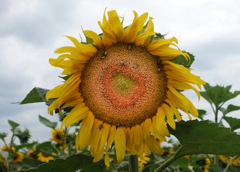 bees pollinating flowers