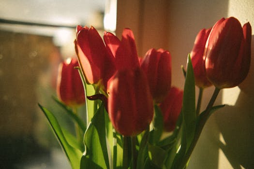 A bright window sill with various indoor plants