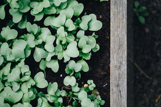 urban garden with raised beds