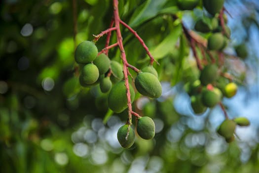 pruned young fruit tree showing healthy growth