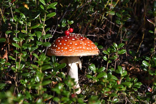 image of edible vs poisonous plants