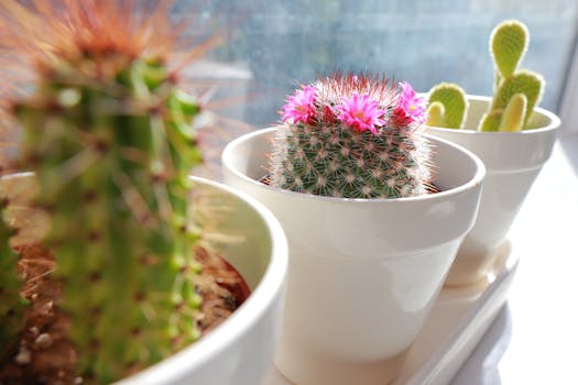 potted flowers on windowsill