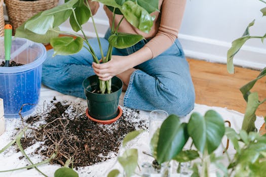 repotting process