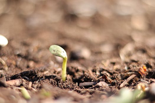 repotted plant showing new growth