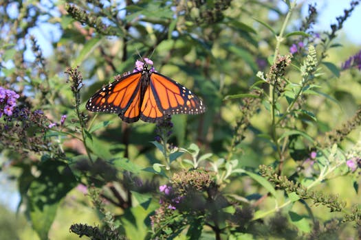 bright flowers attracting butterflies