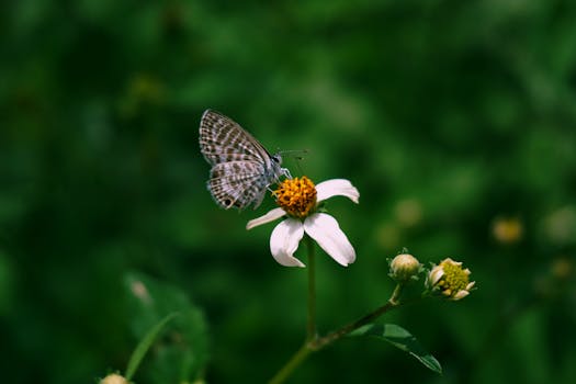 butterfly garden layout