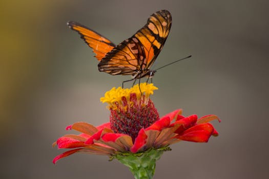 colorful butterfly on a flower