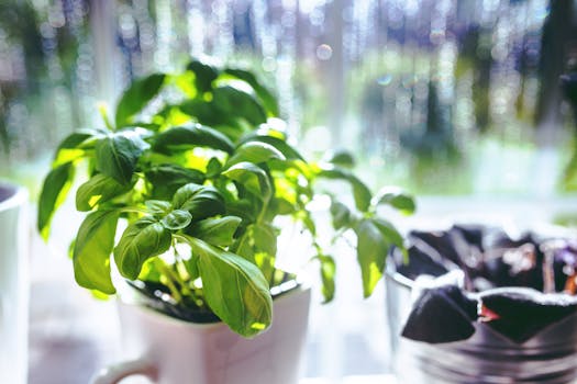 bright sunny windowsill with herbs