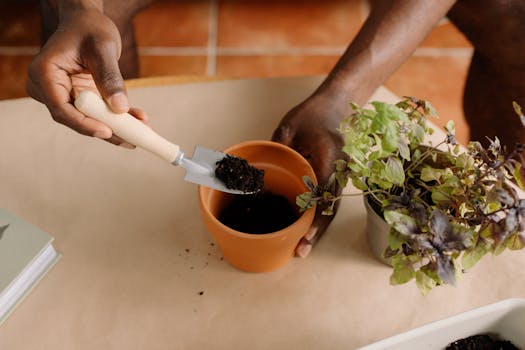 urban gardener planting herbs