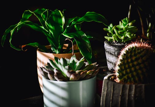 a lush indoor garden thriving in light