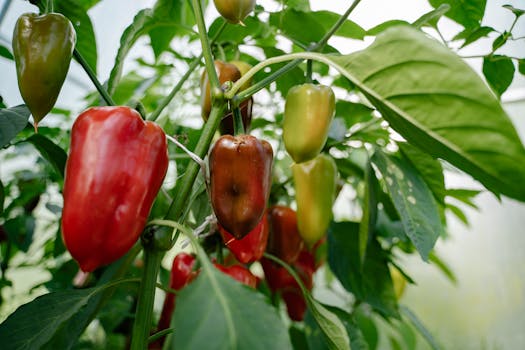 successful indoor vegetable garden