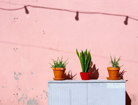 correctly arranged succulents