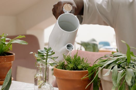 Succulents in self-watering pots