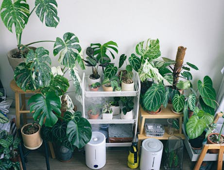 humidifier for indoor plants