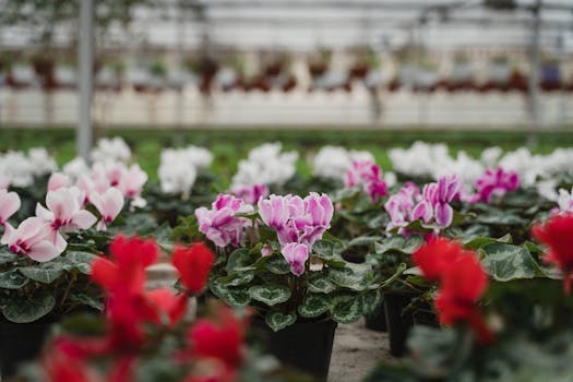 colorful potted annuals