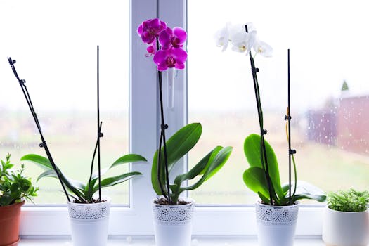 colorful flower pots on a windowsill